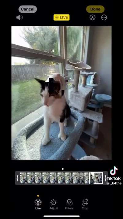 I I love this cat