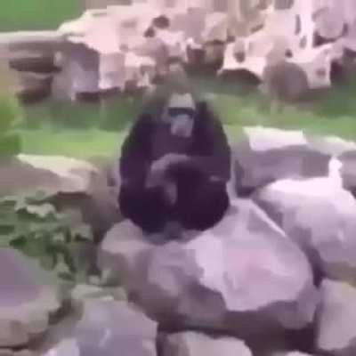 Seig hei-