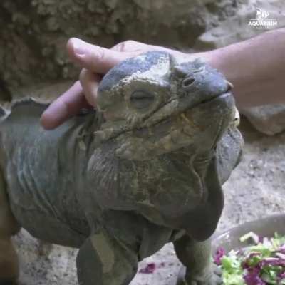 Rhinoceros iguana (Cyclura cornuta) are found only on the island of Hispaniola in the Caribbean Sea. They can live up to 20 years in captivity, but there is a belief they can live much longer in the wild.