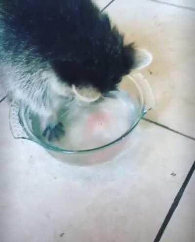 I know it was a bit mean but…candy floss for Bandit.