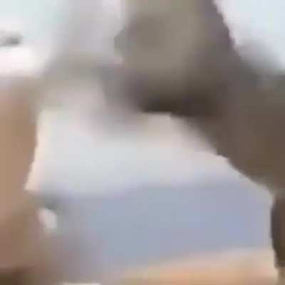 miau