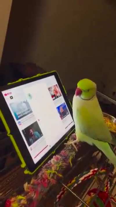 Parrots are intelligent enough to understand touch screen interfaces and they prefer watching videos of other parrots