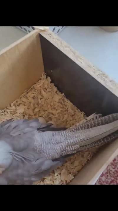 counting eggs