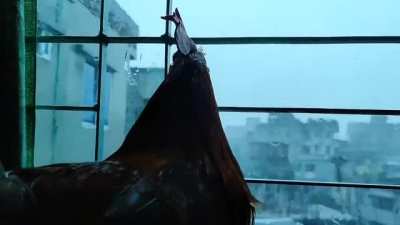 Watching the rain