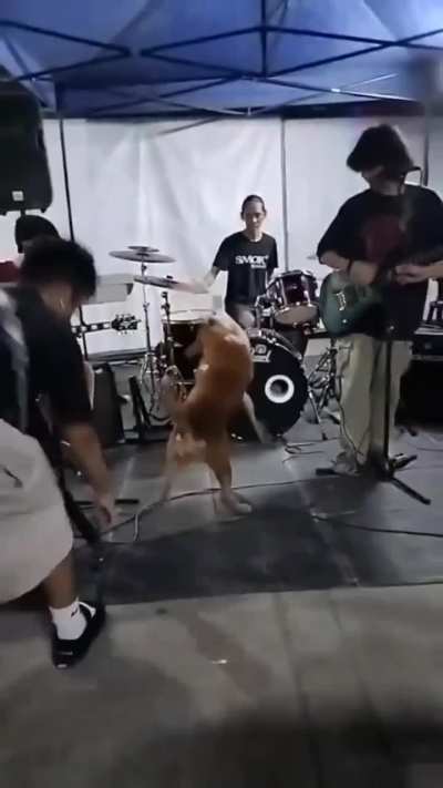 Mosh Pet