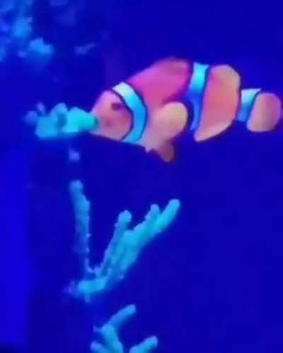 é nemo gay