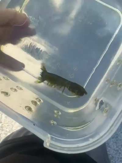 HELP WITH IDENTIFICATION