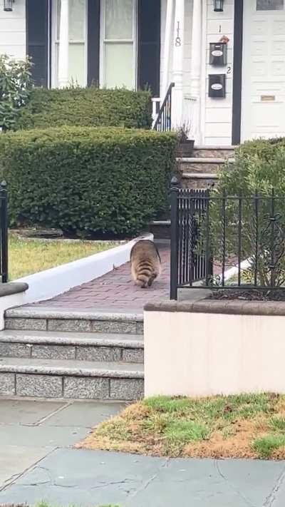 Saw this guy sauntering home after a night of doing things raccoons do