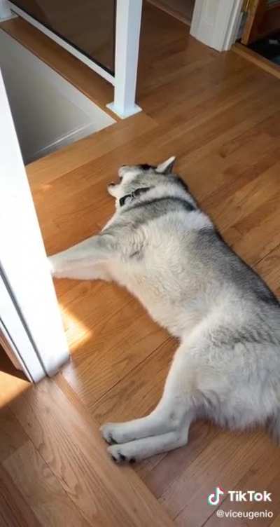 Screaming husky