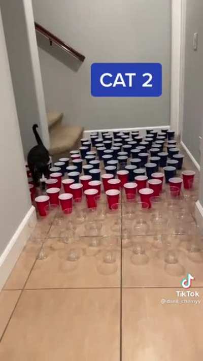 Different cats walking through cups