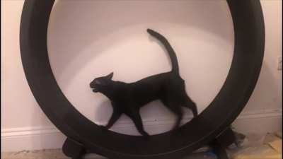 Bertie is shouting to tell us he has figured out his new wheel...