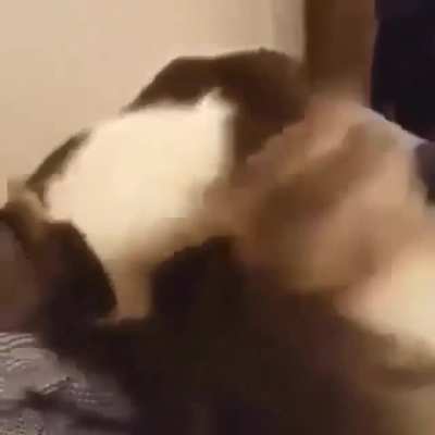 Cronch