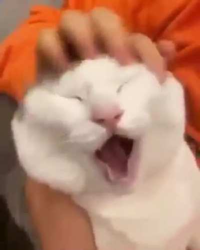 Happy cat