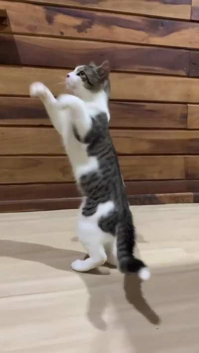 Guys look at my Meowhammad Ali's moves