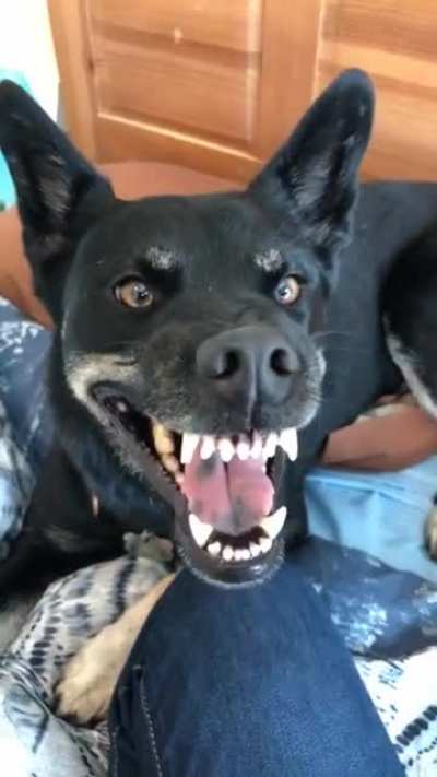 DANGER BOOP