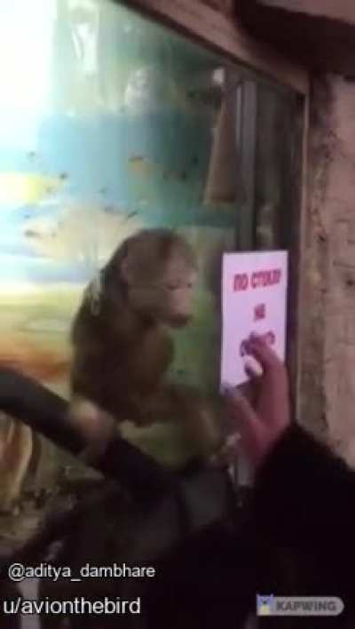 Curious George nooooo