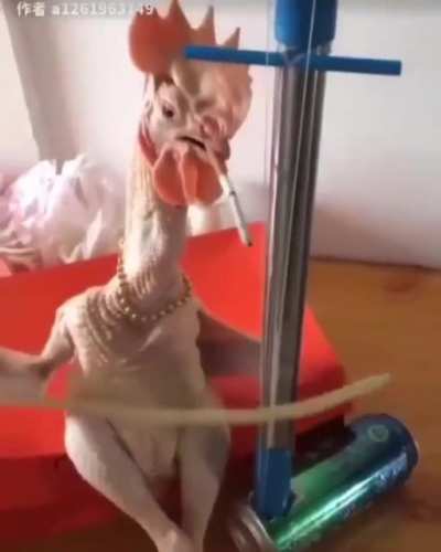 🐔🐔🐔