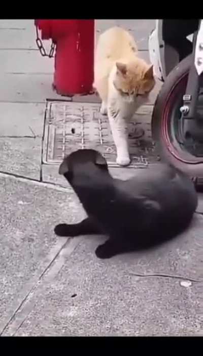 Caught