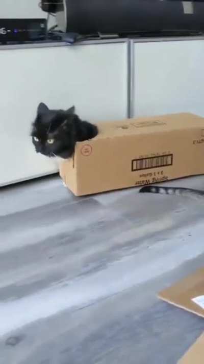 Armored Purr Carrier