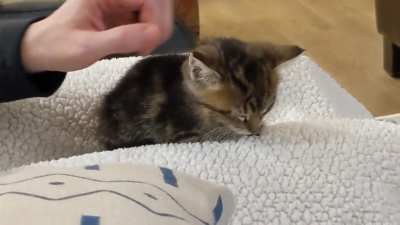 Kaylee's first lap nap!