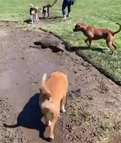 Golden Retriever take a relaxing mud bath.