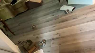Manny’s zoomies