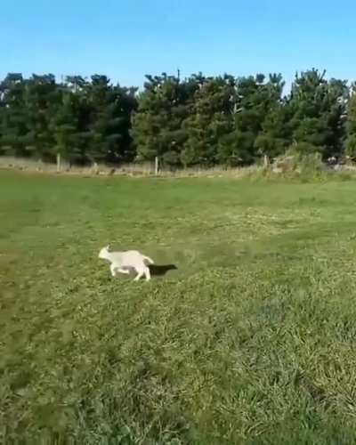 Sheepdog’s first and last day.