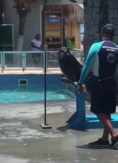 That’s one crazy seal.