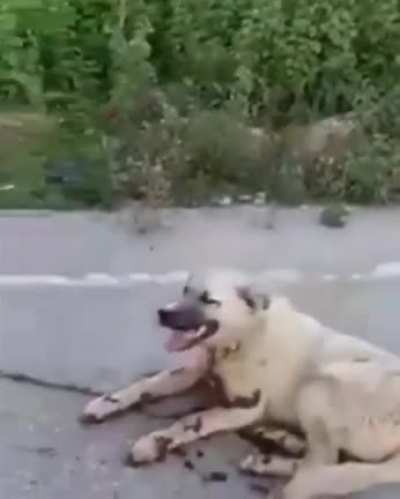 Hayvanları eğite<wbr>biliy<wbr>oruz , peki bu canıları eğitebildik mi !?