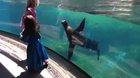 Sea Lion stops playing when a girl falls over