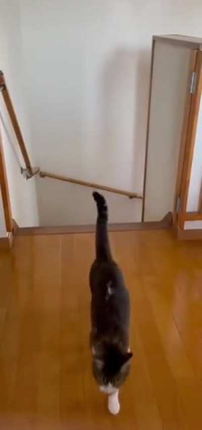 When he's in a good mood he comes up the stairs singing