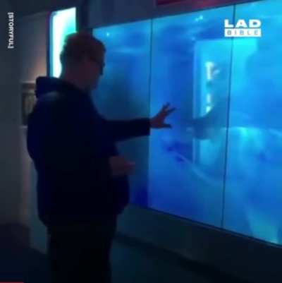 Wholesome shark