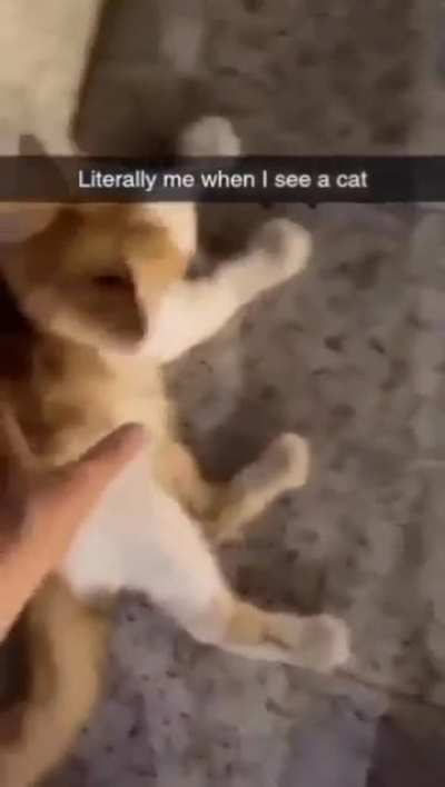 Wunkus catnapping