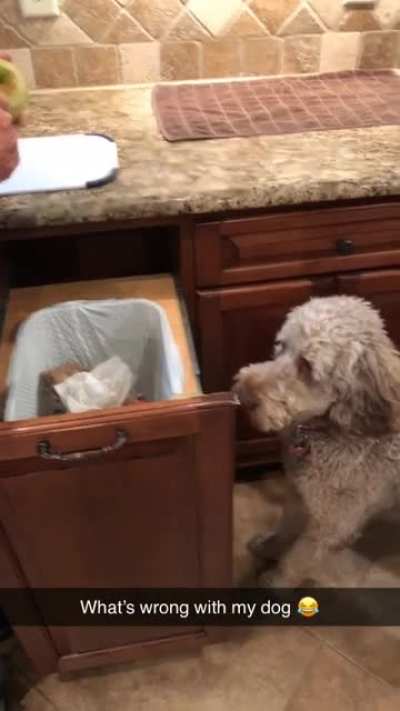 My dog eating apple skins for apple pie