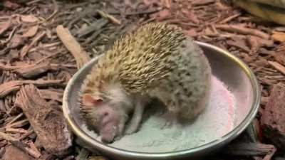 Despite appearances, the lesser hedgehog tenrec is only distantly related to hedgehogs. Tenrecs are a family of 31 small mammals endemic to Madagascar. They have poor eyesight but acute smell and hearing. This one at a zoo is dust-bathing and rubbing the 