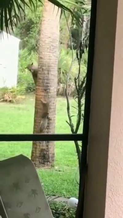 Tom & Jerry IRL