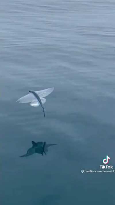 This flying fish up close!