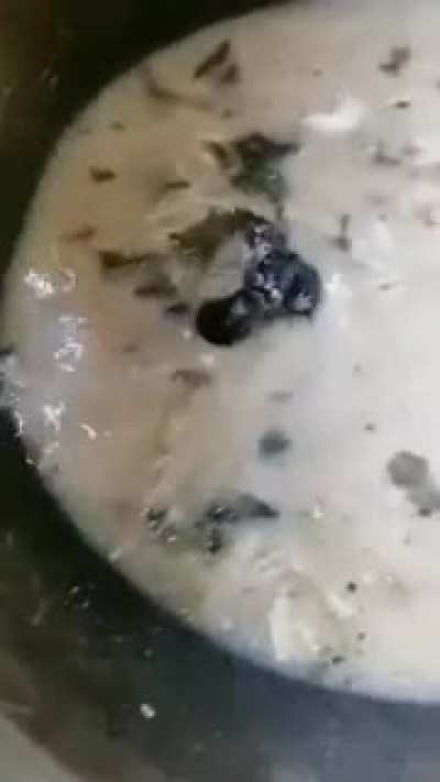 Rat