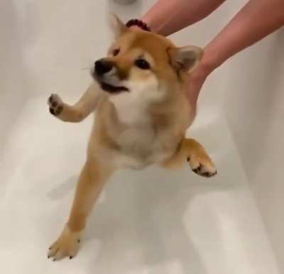 Mission Impawsible
