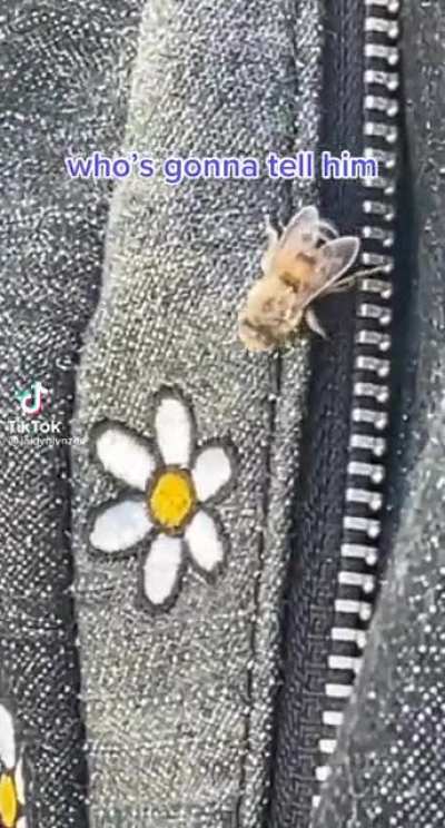 Bamboozled bee