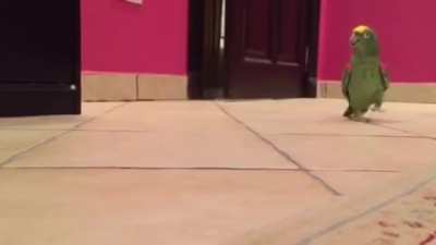 A parrot laughing like a disney villian