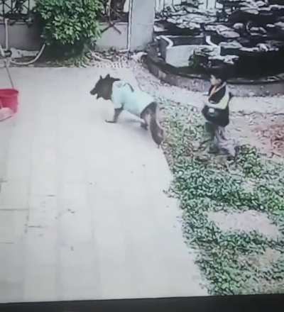 Dog be like: Chill dude, let me