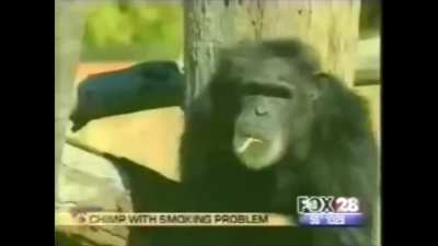 monke division
