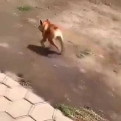 Outro aliado Souzones o GRADIOSO CHORRO [ele não tem o ca]