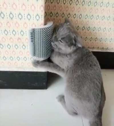 Kitty loves this