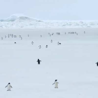 penguins na velocidade 5x