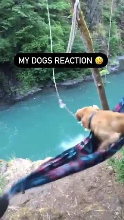 The dogs reaction
