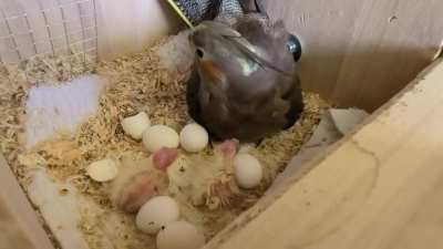 I don't know if there is anything cuter than baby cockatiels. Say hello to Quesito and Lunita