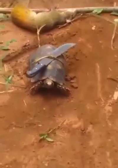 blursed_Ninja turtle