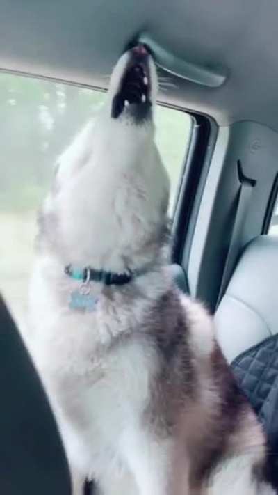 Huskies can be loud